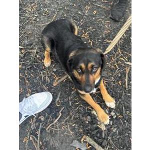 2nd Image of Unknown, Found Dog