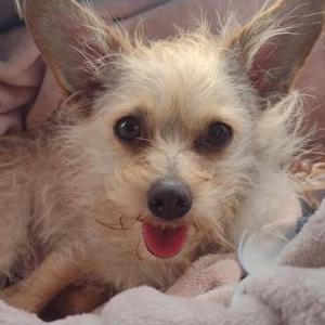 Image of Foxy, Lost Dog
