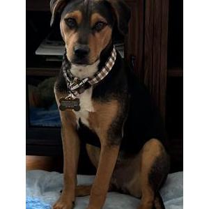 Image of Finney, Lost Dog