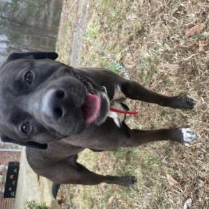 Image of Oreo, Lost Dog