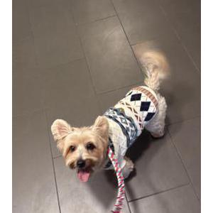 Image of Luke, Lost Dog