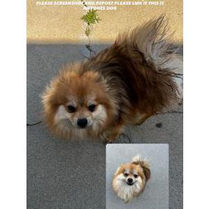 Found Dog Unknown