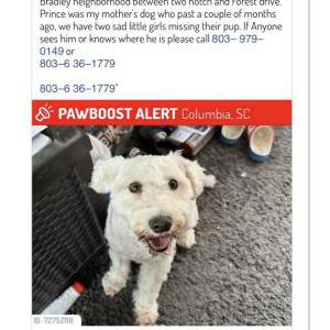 Lost Dog Prince