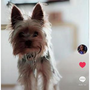Lost Dog Cairo