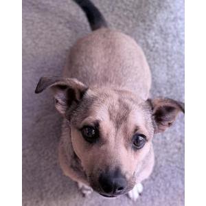 Lost Dog Otis