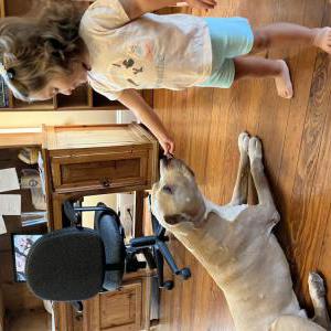 Image of Mogili, Lost Dog