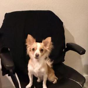 Image of Doodle, Lost Dog