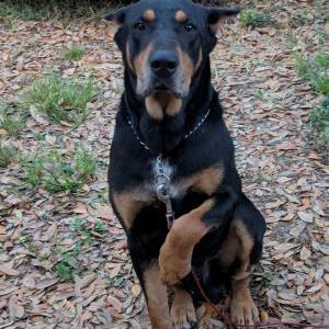 Image of Unknown, Found Dog