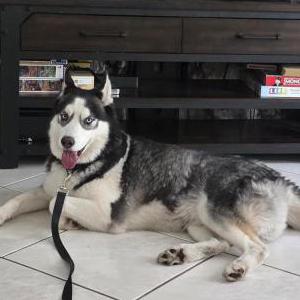 Found Dog Unknown