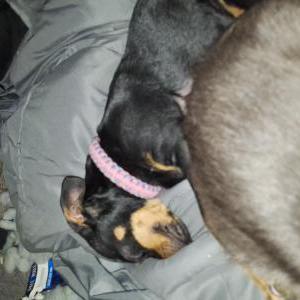 Image of Lily, Lost Dog
