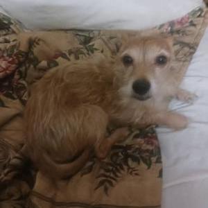 Image of Minnie Me or MeMe, Lost Dog