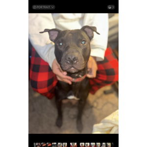 Image of Rawlo, Lost Dog
