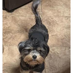 Lost Dog Roxy