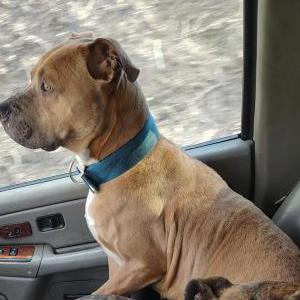 Image of Trooper, Lost Dog