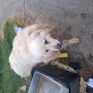Image of unknown, Found Dog