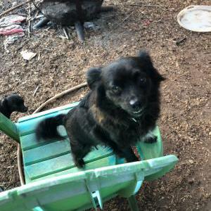 Image of Apollo, Lost Dog
