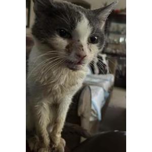 Image of Lady, Lost Cat