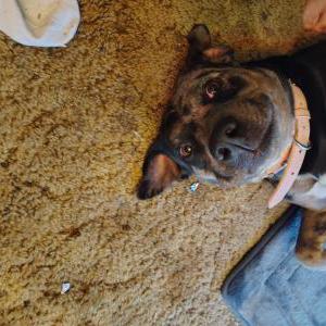 Image of Unknown, Found Dog