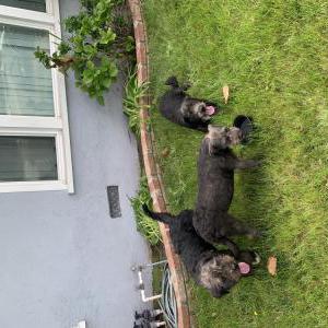 Found Dog Unknown