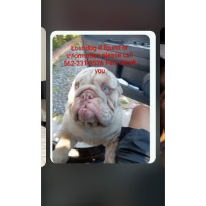 Lost Dog Unknown