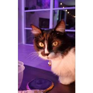 Image of Moon, Lost Cat