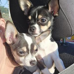 Image of Scooby & Scrappy, Lost Dog