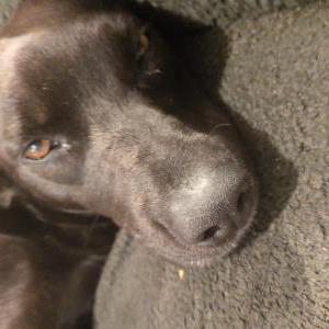 Image of Unknown, Lost Dog