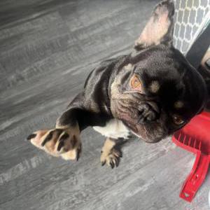 Lost Dog Grim or Brim