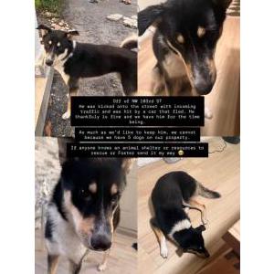 Found Dog Unknown