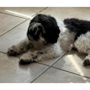 Image of Cooper, Lost Dog