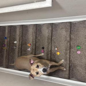 Image of Scooby, Lost Dog