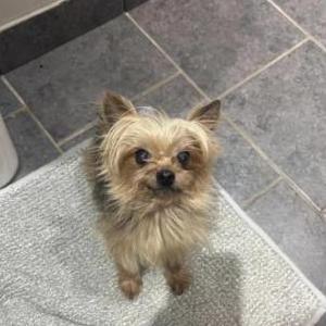 Image of Bella, Lost Dog