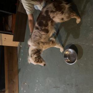 Image of Unknown, Lost Dog