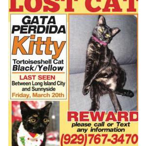 Image of kitty, Lost Cat