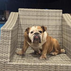 Lost Dog Boo boo