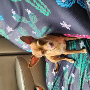 Image of Unknown, Found Dog