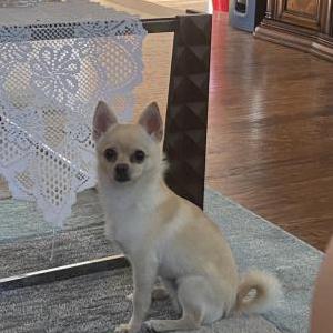 Image of Coco, Lost Dog