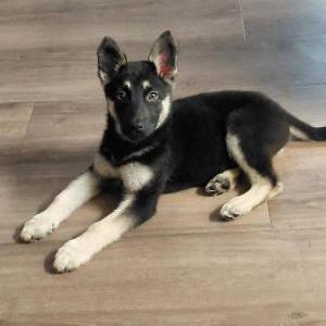Image of Samantha, Lost Dog