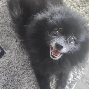 Image of Foxy, Lost Dog