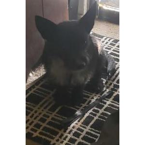 Image of Unknown, Found Dog