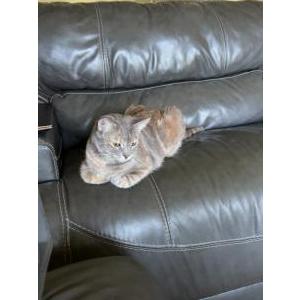 Image of Jade, Lost Cat