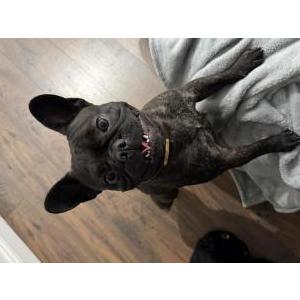 Lost Dog Chico