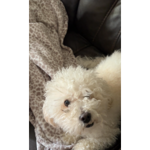 Image of Angel, Lost Dog