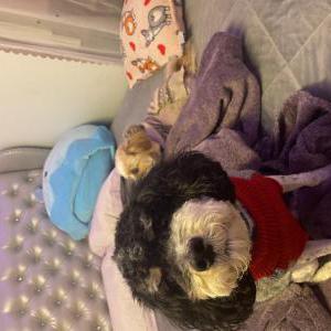 Image of Susie & kiko, Lost Dog