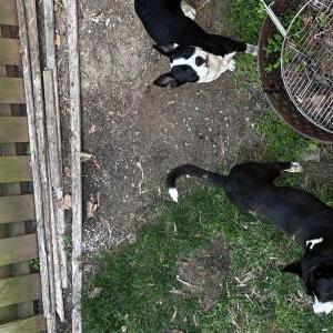 Image of Unknown, Found Dog