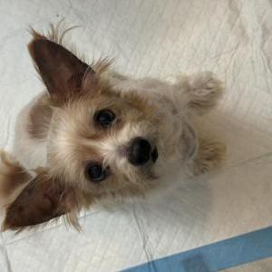Image of Unknown, Found Dog