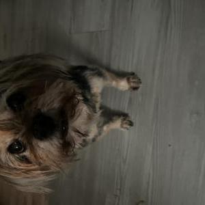 Image of Pablo, Lost Dog