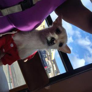 Lost Dog Azari