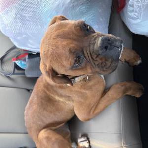 Image of Unknown, Found Dog