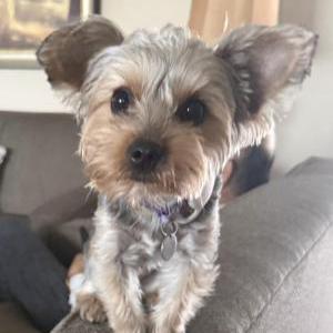 Lost Dog Penny